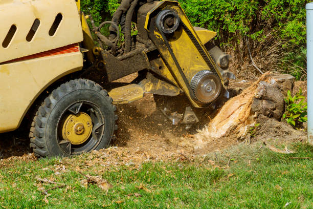 Best Root Management and Removal  in Chicago Ridge, IL