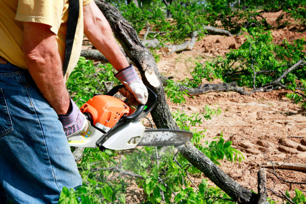 Best Tree Preservation Services  in Chicago Ridge, IL